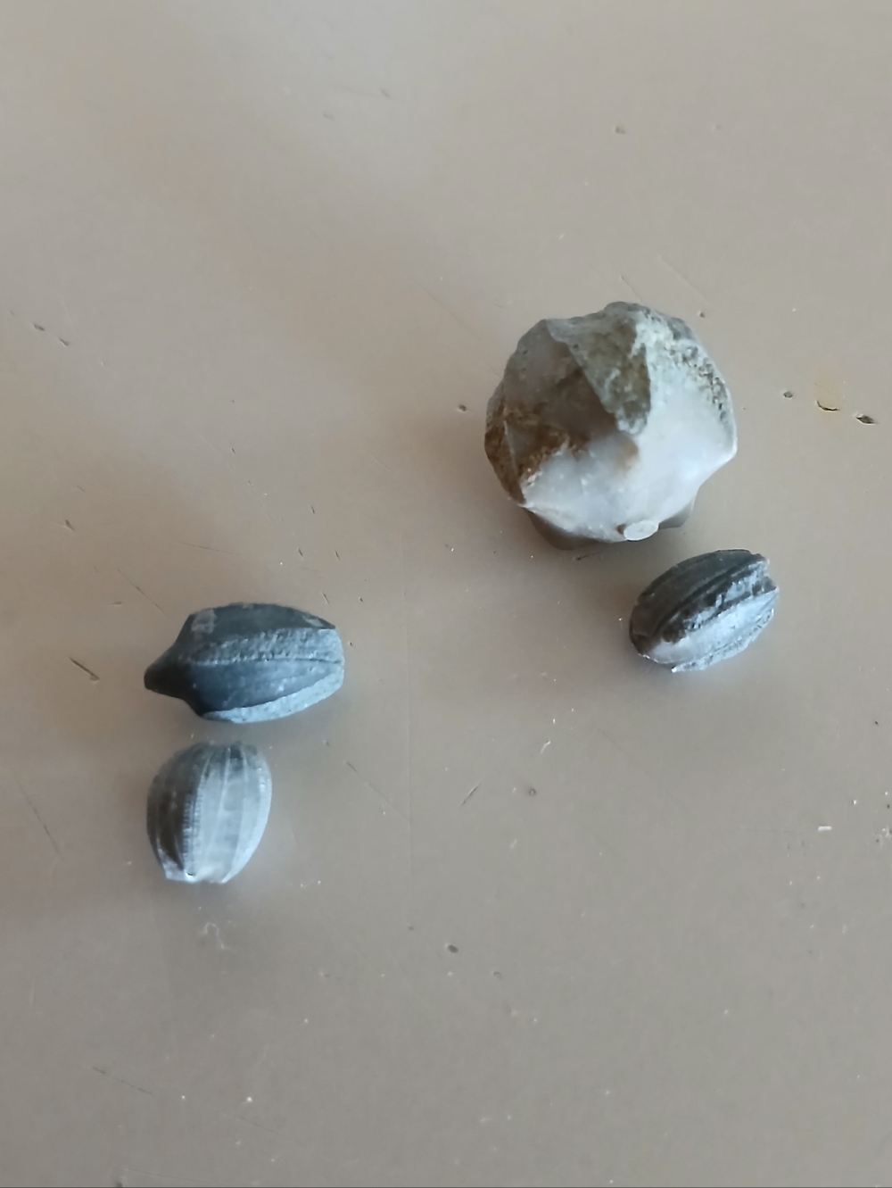 Fossil Collection - Picture 5 of 16